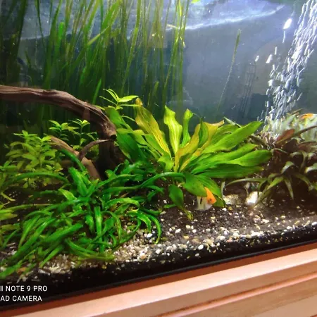 Exceptional,oriental Style Flat Close To Warsaw Mysiadlo