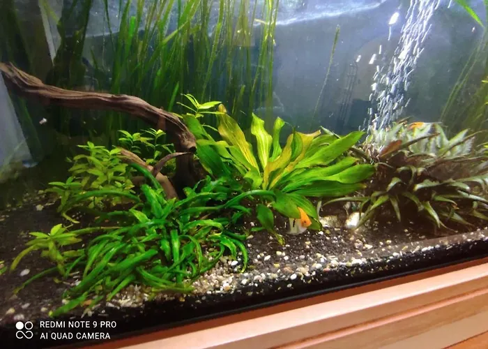 Exceptional,oriental Style Flat Close To Warsaw Mysiadlo